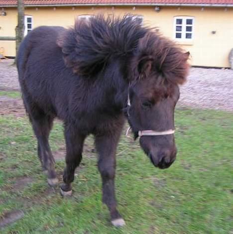 Islænder Frigg fra skovhuset - Stoooor man <3  ½ år gammel (Billede taget af mig må ikke kopieres) billede 7