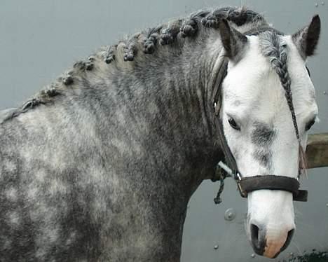 Welsh Mountain (sec A) Meadows Gucci (hingst) - Fin med rosenknopper billede 11