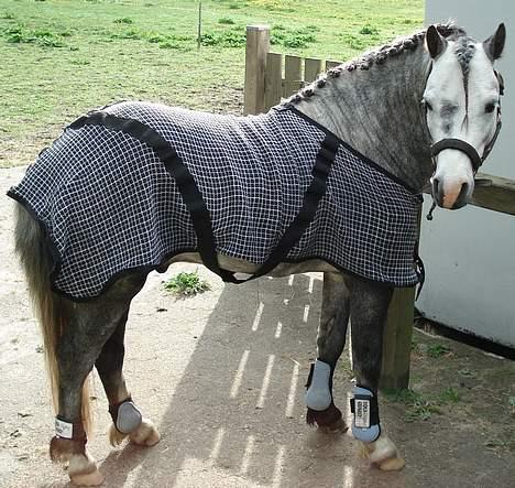 Welsh Mountain (sec A) Meadows Gucci (hingst) - Og dækken.... billede 12