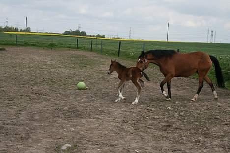 New Forest Donna NF 1758 billede 12