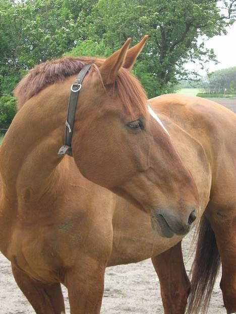 Dansk Varmblod Chateau - Ja, posér kan man vel altid!? - Jeg er jo lidt for dejlig og det skal I andre da også nyde godt af ;) billede 1