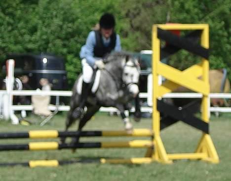 Welsh Mountain (sec A) Meadows Gucci (hingst) - Beklager kvaliteten... Der skulle zoomes meget. billede 14