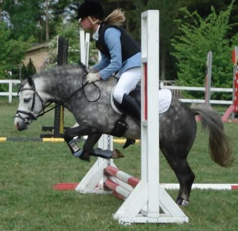 Welsh Mountain (sec A) Meadows Gucci (hingst) - hopsa billede 15