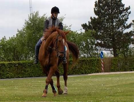 Dansk Varmblod Chateau - Ja moar.. jeg skal nok... men du skal bare vide at det er ikke med min gode vilje :( billede 2