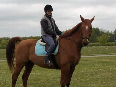 Dansk Varmblod Chateau - Ja, se jeg kan godt stå stille for en fotograf ;) billede 3