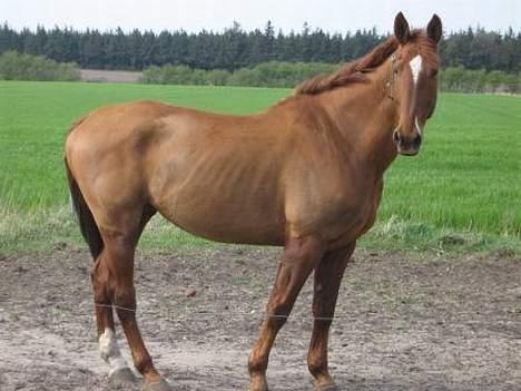 Dansk Varmblod Chateau - Moar?? jeg kan ikke finde dig.. Jeg kan kun se Tajsa, men hvor er du? :( billede 4