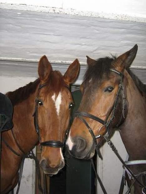 Dansk Varmblod Chateau - Er vi ikke bare søde?? billede 6