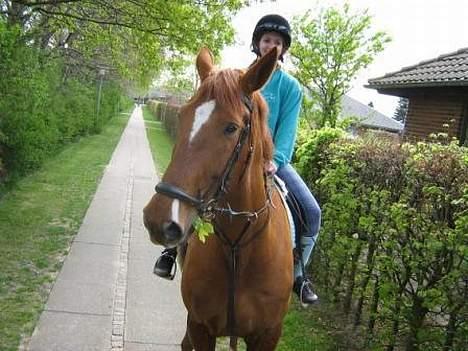 Dansk Varmblod Chateau - Jeg elsker bare Bgehække - jeg kan ikke bare gå forbi, jeg skal da lige have en smagsprøve ;) billede 7