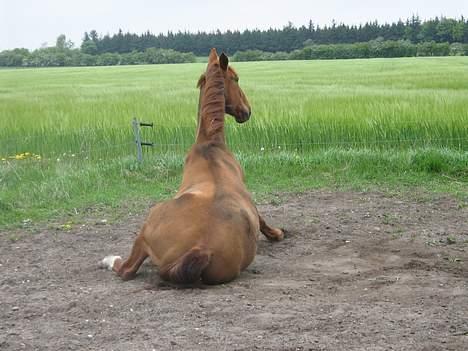 Dansk Varmblod Chateau - Er jeg ikk fin? - flot bagparti ikk sandt? billede 8