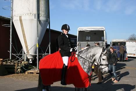 Connemara Teglstrups King Lucas billede 11