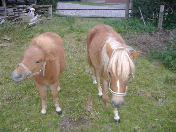 Anden særlig race Lady - Lady og Oliver 19/9 07 billede 2
