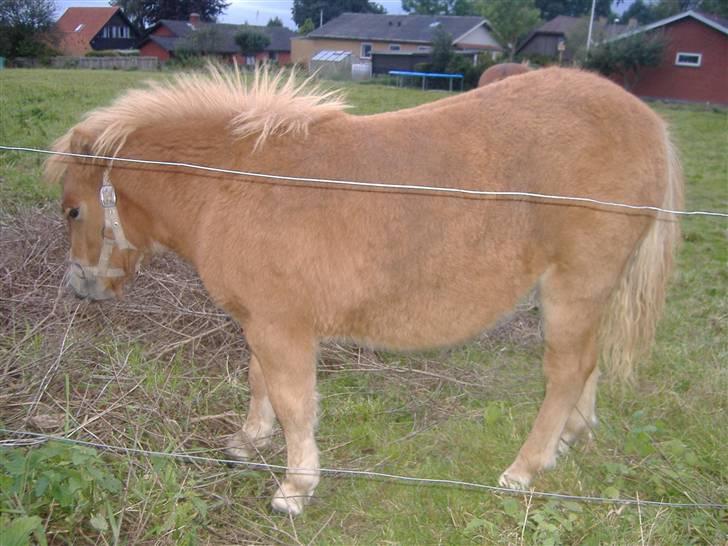 Anden særlig race Lady - "Lille Lady" fra siden :-) billede 3
