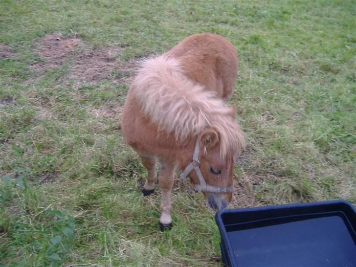 Anden særlig race Lady - Uhm... Vand :-) billede 4