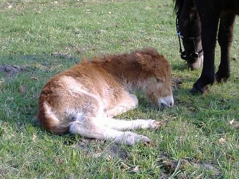 Anden særlig race Lady - Det er hårdt at komme til verden... nu vil jeg sove.. billede 6