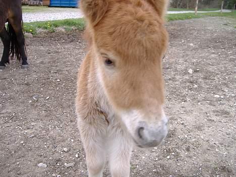 Anden særlig race Lady - knap en uge gammel billede 7
