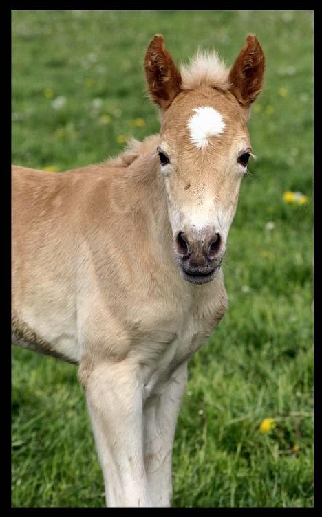 Haflinger Kastanje*solgt* billede 4