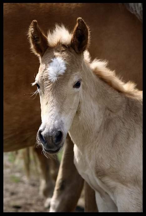 Haflinger Kastanje*solgt* billede 13