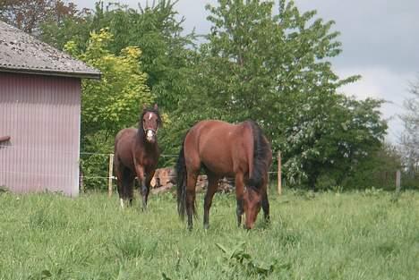 Anden særlig race Zargo - Maj 07, Zargo og Tanni er kommet på det gode græs, det nyder de begge to og efter en lille regnbyge var jorden dejlig at rulle sig i :) billede 5