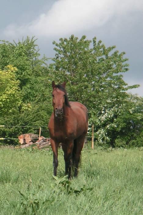 Anden særlig race Zargo - Maj 07, Dejlig dreng med et lidt sjovt udtryk her :) billede 6
