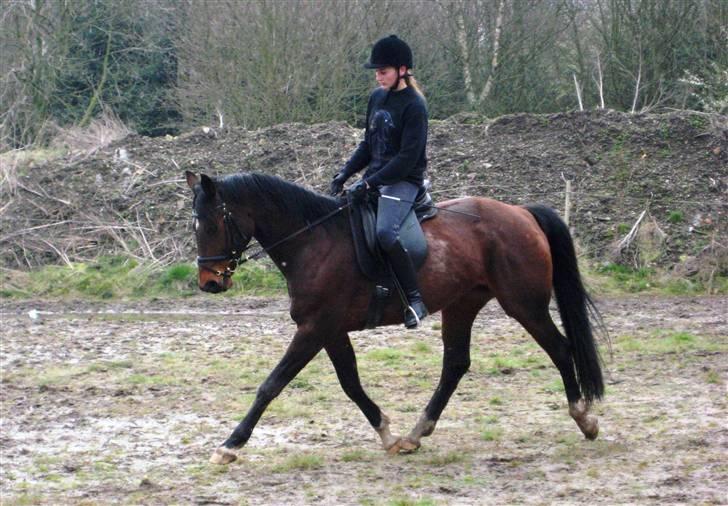 Dansk Varmblod   Victoria~Rest In Peace† - Nr. 4.  .. billede 4