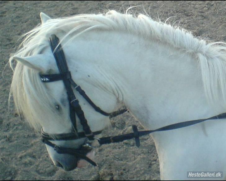 Anden særlig race Daisy - dejlige Musse (: billede 12