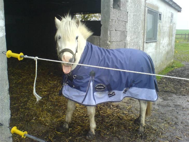 Anden særlig race Daisy - Her er Daisy på fold 31. oktober 2007 billede 13