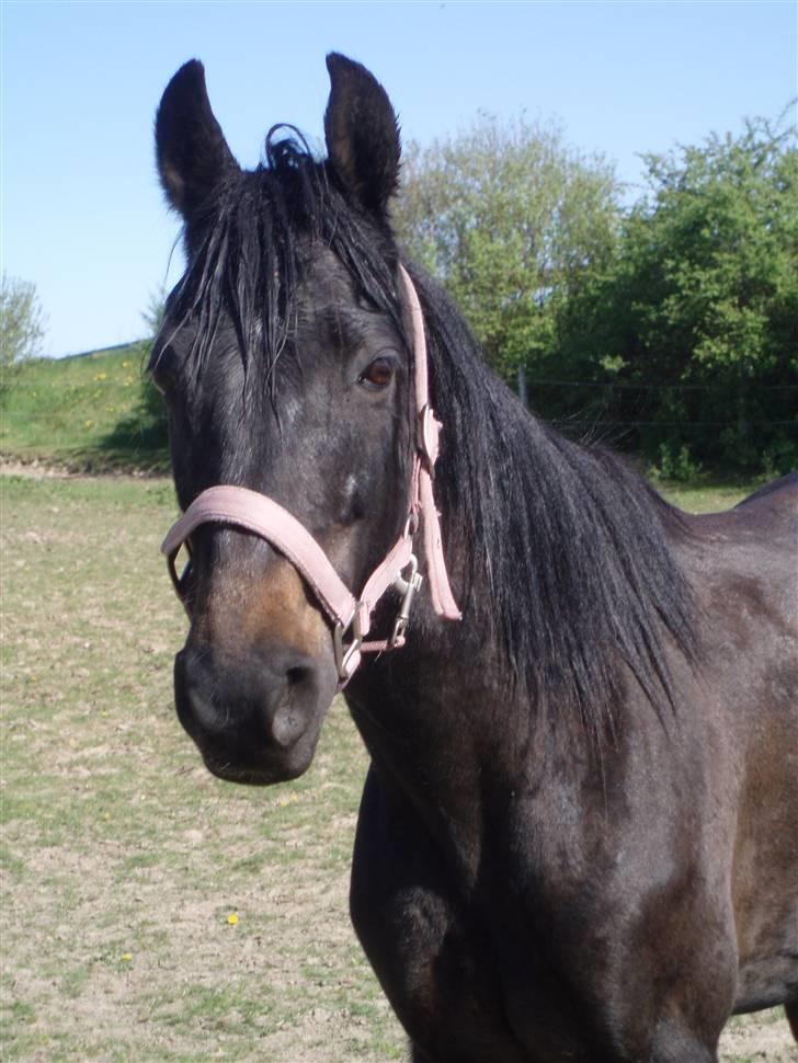 Anden særlig race Beauty †RIP† - Den bette *RIP* - Fotograf: Mig billede 15