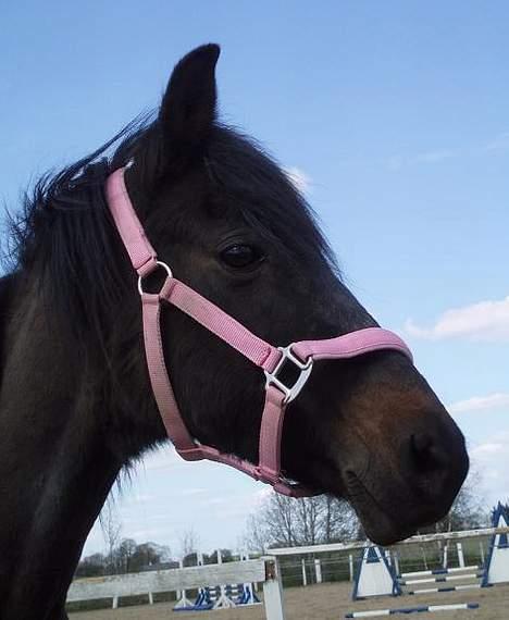 Anden særlig race Beauty †RIP† - - Fotograf: Mig billede 18