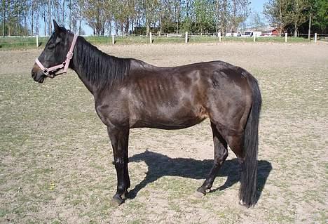 Anden særlig race Beauty †RIP† - På folden sammen med Zürich efter hun var blevet vasket - Fotograf: Mig billede 19