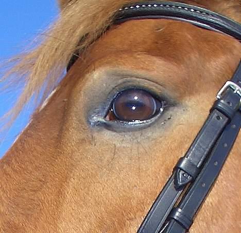 Anden særlig race Reebok´s Basse *Himlens* - Hyggelig dag 27.3.2007 billede 6