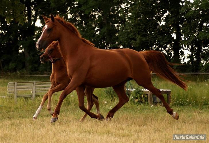 Anden særlig race Aarupgårdes Modena... - foto: Meldgaard billede 11