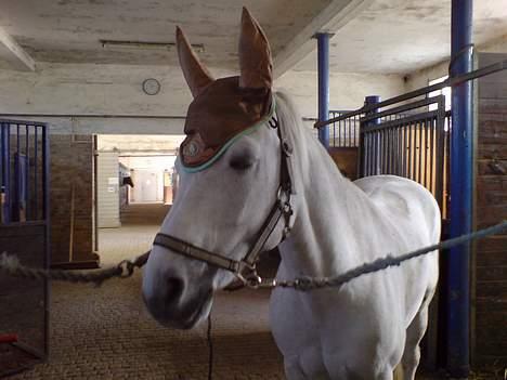 Connemara Maximillian af Ellebrud - Er lidt træt på det her billed hehe :) billede 17