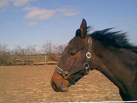 Anden særlig race Da Vinci - se mig igen :) ( ligner dette billede er taget samme dag som den første men er faktis taget flere dage efter :O ) billede 13