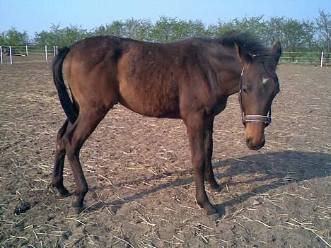 Anden særlig race Da Vinci - hmm stener lidt igen :) billede 14
