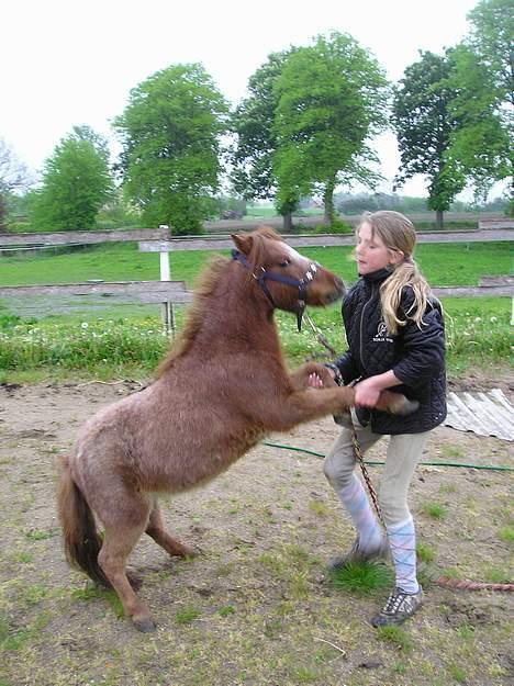 Miniature Veggerbys Coulon - Ja. her prøver vi på at mysse,.. <3.. men det gider jeg ikke!! billede 7