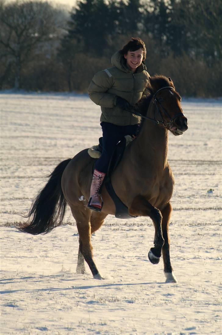 New Forest Urbie boy - stævne på midtfyns rideklub vandt begge klasser foto: mk-foto.gallerisider.dk billede 7