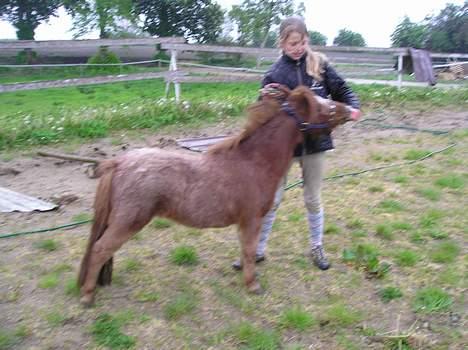 Miniature Veggerbys Coulon - neej. hvor er jeg bare flot!! billede 12