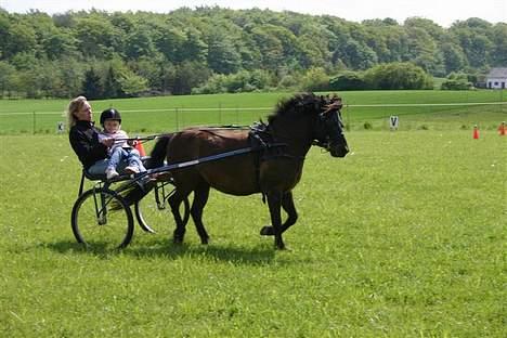 Gotlandsruss Marco-Polo DØD billede 11