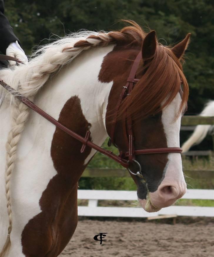 Welsh Partbred (Sec F) Kilmay Prince Pantani  - Nærbilled billede 17