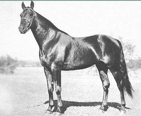 Traver Owens Rødbylund (aflivet) - Hans farfar Volomite billede 19