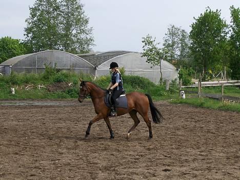 Fuldblod (XX) Amiga billede 10