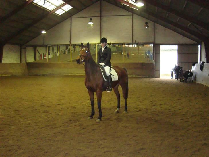 Fuldblod (XX) Amiga - af skridtning :) billede 11