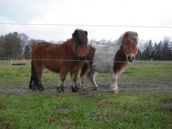 Shetlænder Nellie - Ja, nu er jeg jo blevet stor eller bare støre ;P billede 6