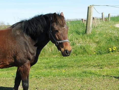 New Forest Egholms Mayo billede 18