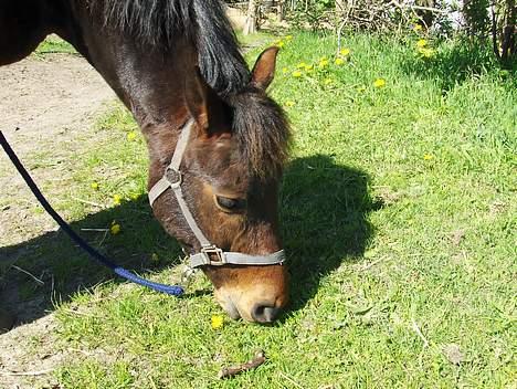 New Forest Egholms Mayo billede 19