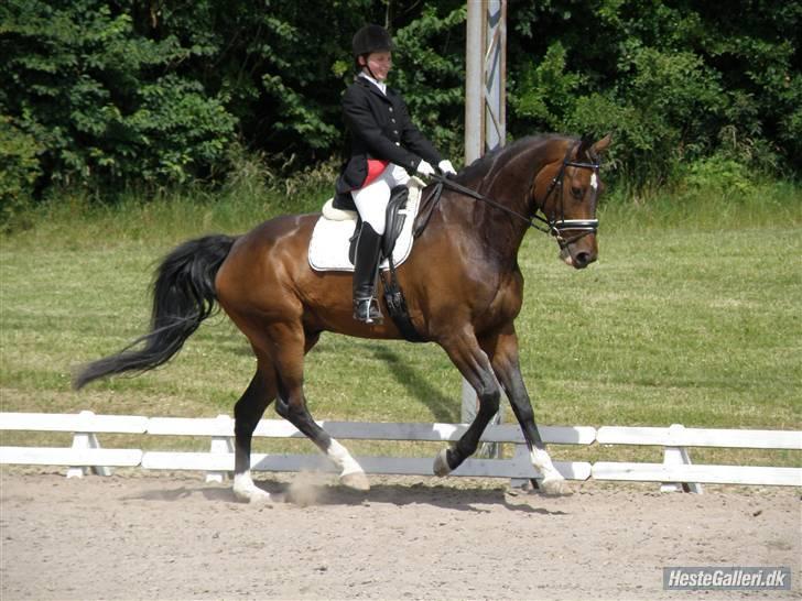 Dansk Varmblod Lundhede's Pricado R.I.P - Velkommen til Ponyen´s profil. billede 1
