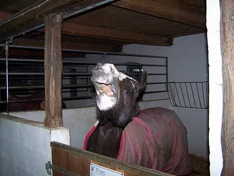 Welsh Pony (sec B) Nedergaards Milano *Død* - Haha.. Du ser sjov ud!!! :D billede 8