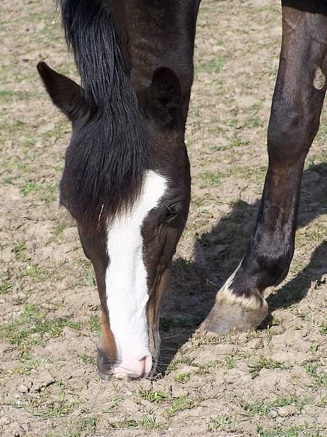 Welsh Pony (sec B) Nedergaards Milano *Død* - Her skal intet græs gå til spilde!! :P <´3 billede 10