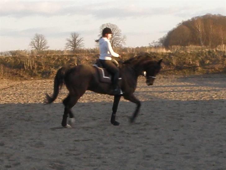 Dansk Varmblod Lundhede's Pricado R.I.P - Undervisning hos Nalle den 14/4 2010 billede 6
