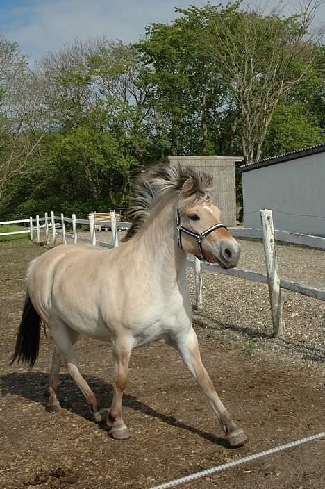Fjordhest Tulle Skiveren - fuld trav billede 12